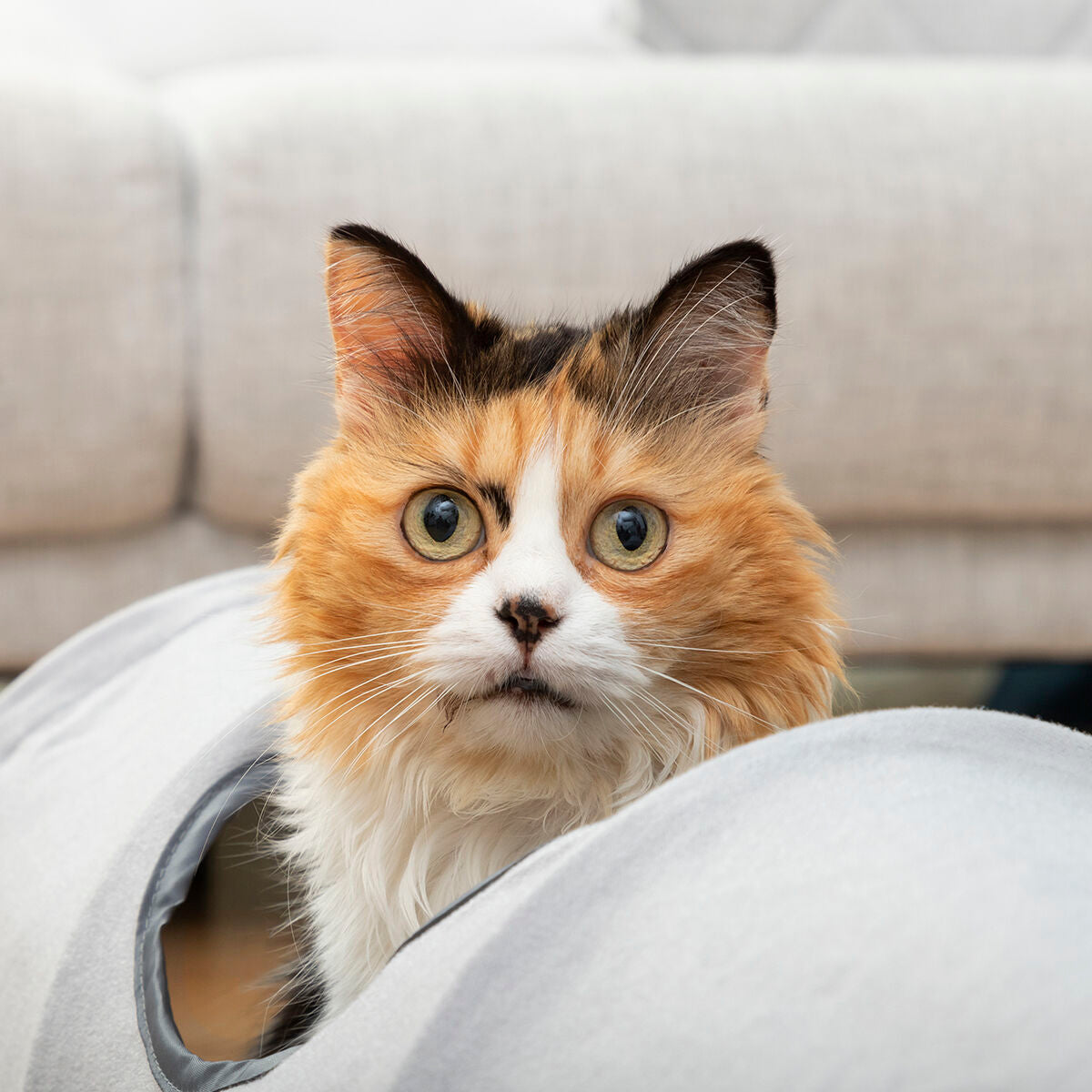 Collapsible pet tunnel from Funnyl InnovaGoods, suitable for cats and small dogs, with bright colors and playful design.
