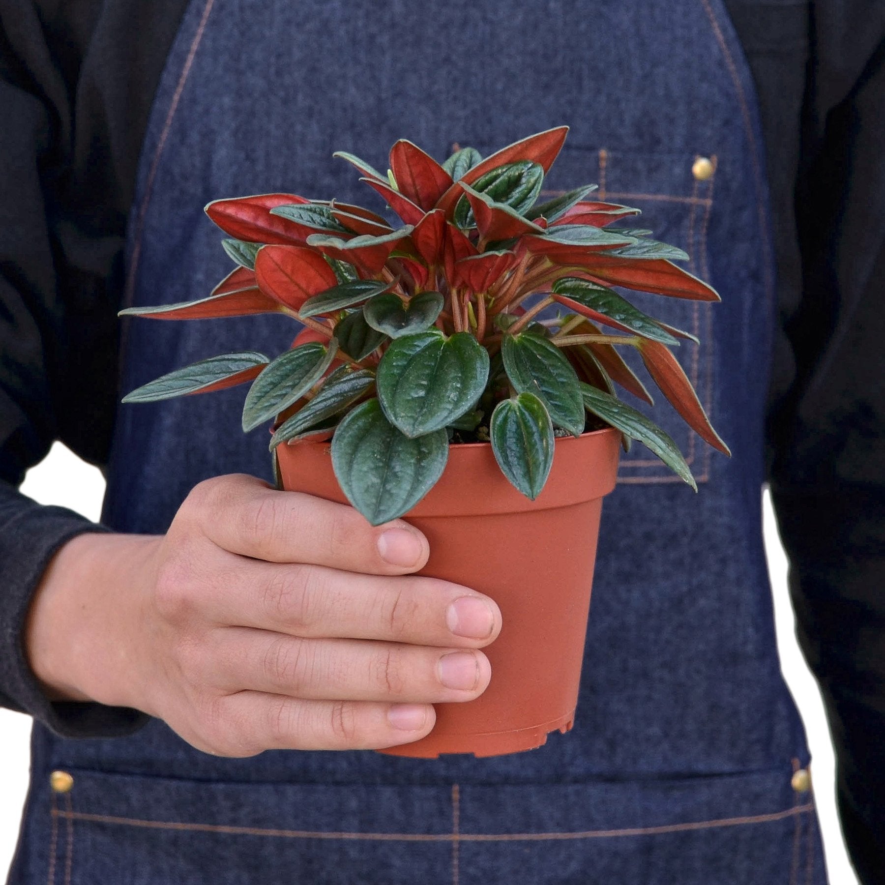 Healthy Peperomia Rosso houseplant with vibrant red and green leaves, ideal for home decor and indoor gardening.