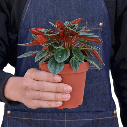 Healthy Peperomia Rosso houseplant with vibrant red and green leaves, ideal for home decor and indoor gardening.
