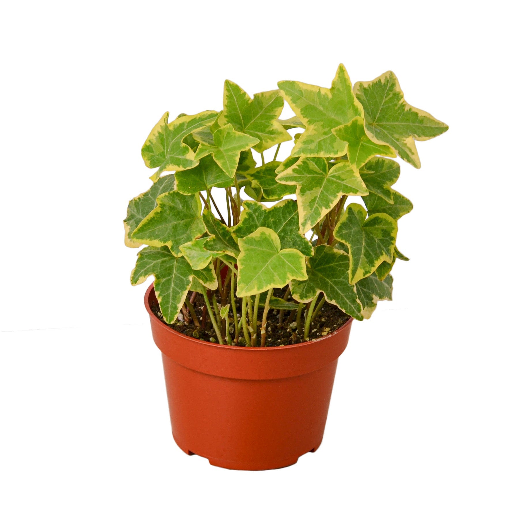 English Ivy Gold houseplant from House Plant Dropship, showing lush, variegated green and gold leaves for home and garden decor.