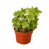 English Ivy Gold House Plant by House Plant Dropship, showcasing lush green and gold variegated foliage for home decor.