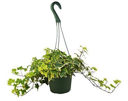 English Ivy Gold House Plant from House Plant Dropship, lush green and gold foliage for home and garden decor.