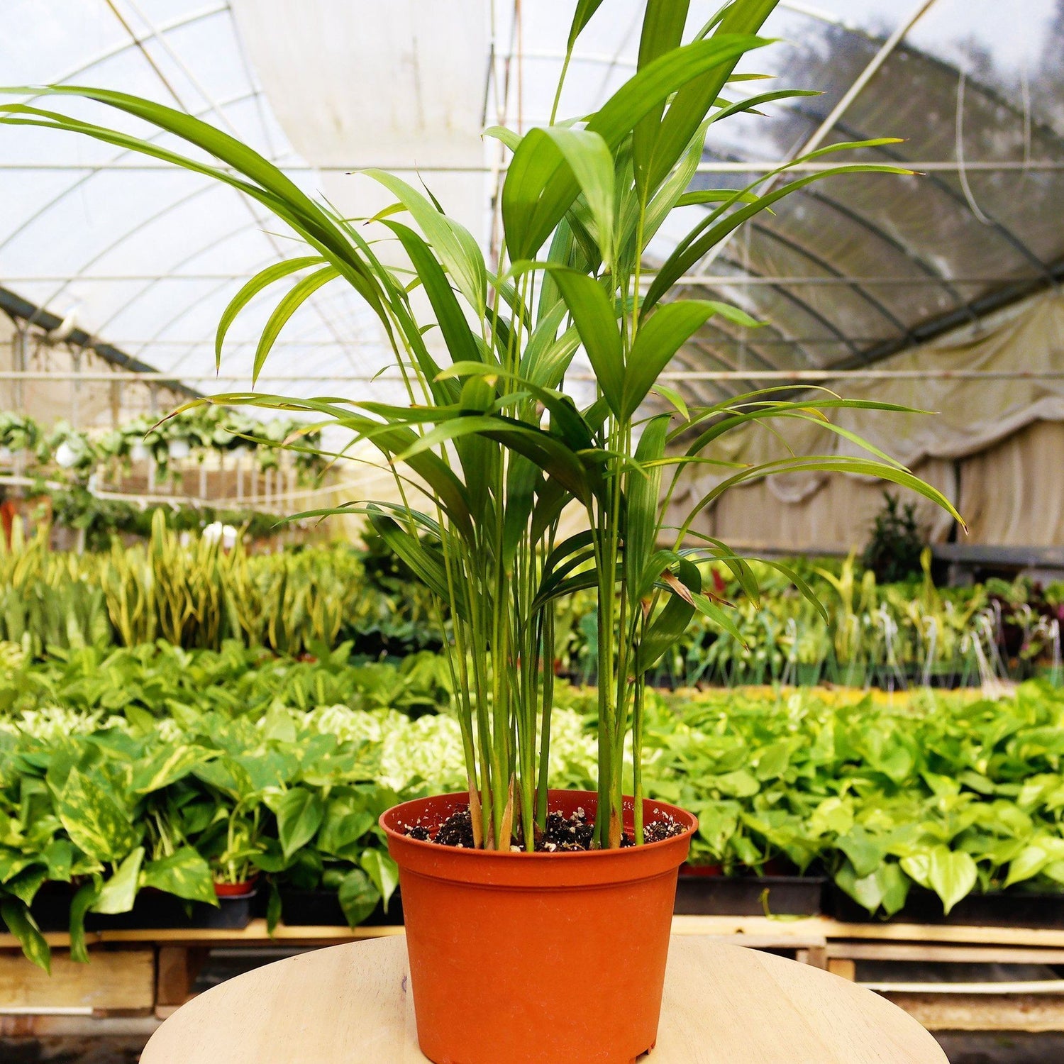 Pet-friendly monthly subscription box from House Plant Dropship featuring home and garden plants in a colorful package.