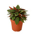 Peperomia Rosso house plant with lush green and red variegated leaves, displayed in a pot suitable for home and garden decor.