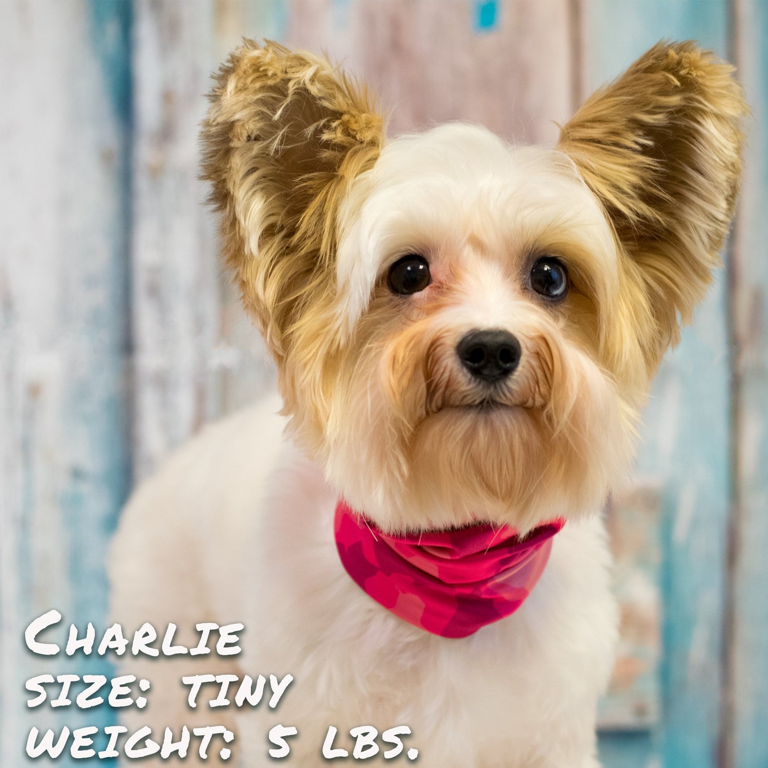 Sky Blue Prometheus Crazy About Pink Pup Scruff leash and collar set for dogs, featuring pink accents and durable petwear design.