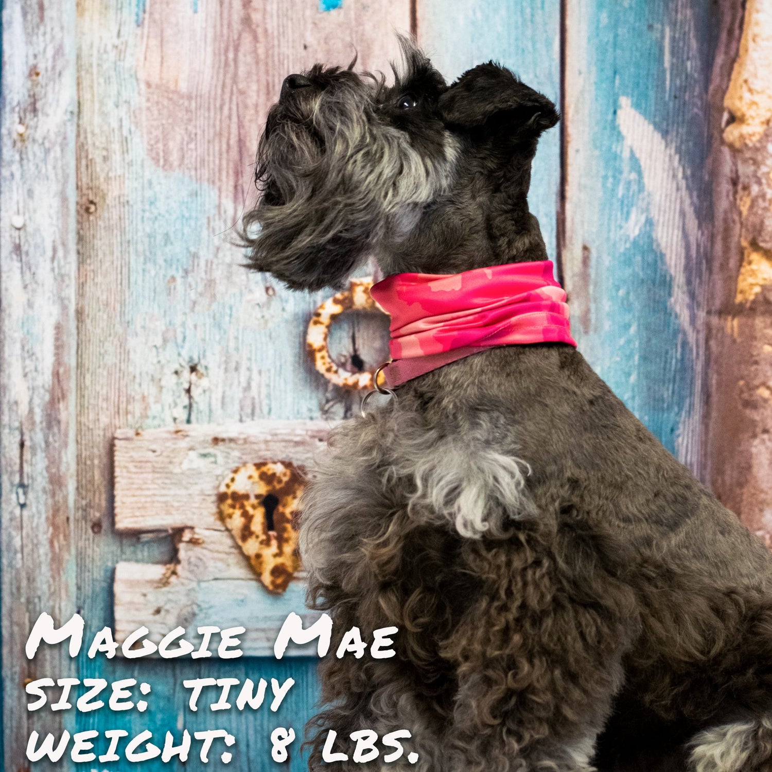 Sky Blue Prometheus Crazy About Pink Pup Scruff leash showing pink and white fabric with metal clip for pet walking.