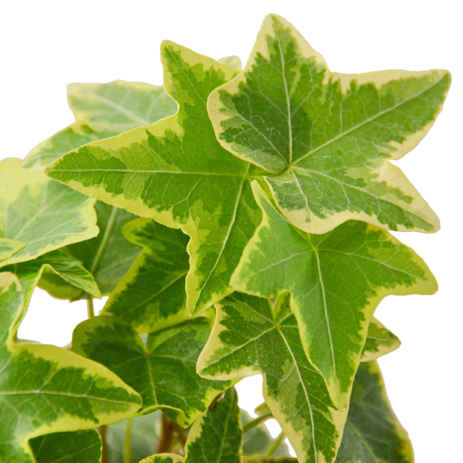 English Ivy Gold houseplant from House Plant Dropship, showcasing lush green and golden variegated leaves for home and garden decor.