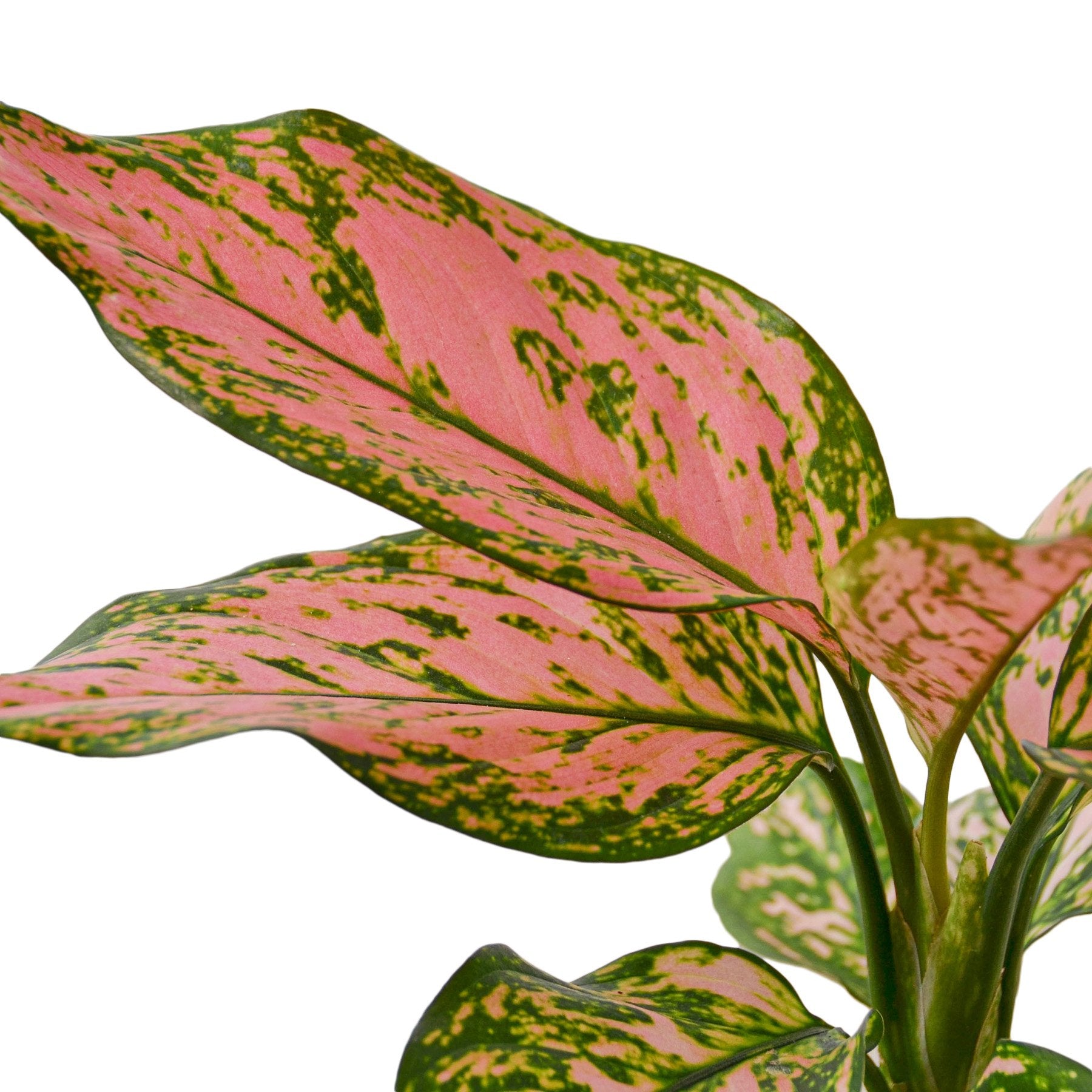 Chinese Evergreen Lady Valentine house plant with lush green and variegated leaves, ideal for home and garden decor.
