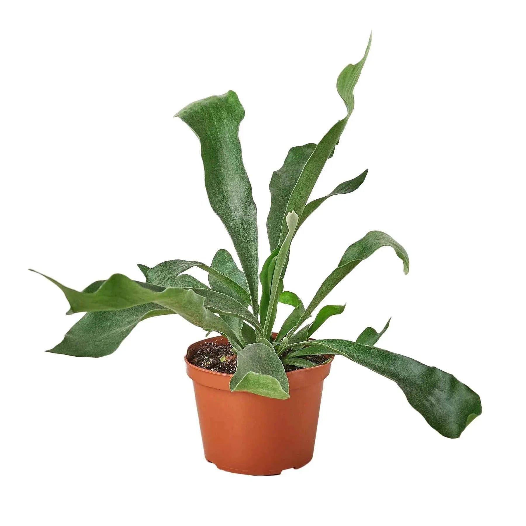 Ruby Medusa Staghorn Fern for home and garden, showcasing lush green, antler-shaped fronds on a natural backdrop.