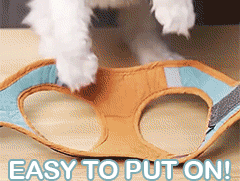 Teal Simba adjustable cat harness with leash set, reflective vest for pets, showing the harness and leash on a white background.