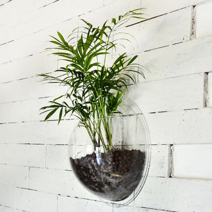 Fuchsia Molly wall hanging fish tank for home decor, featuring a sleek design with aquatic plants and colorful fish inside.