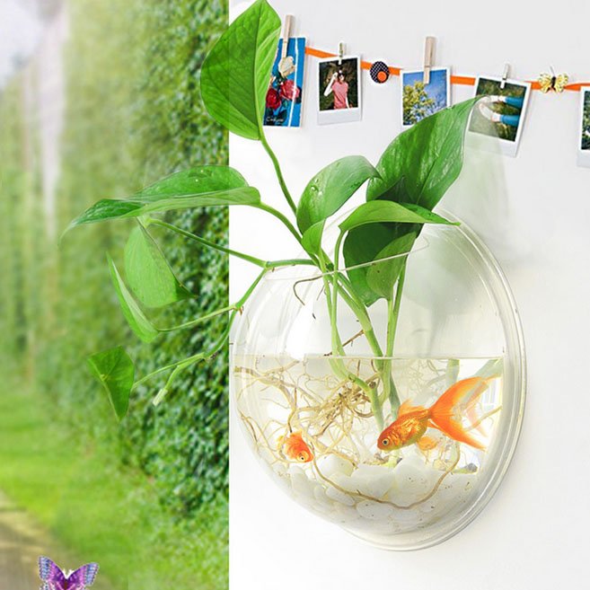 Fuchsia Molly wall hanging fish tank with clear glass and aquatic plants, designed for home and garden decor.