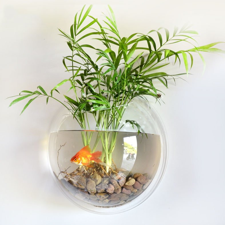 Fuchsia Molly wall hanging fish tank with aquatic plants and decor, ideal for home and garden decoration.