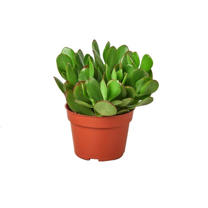 Close-up of a healthy Crassula &