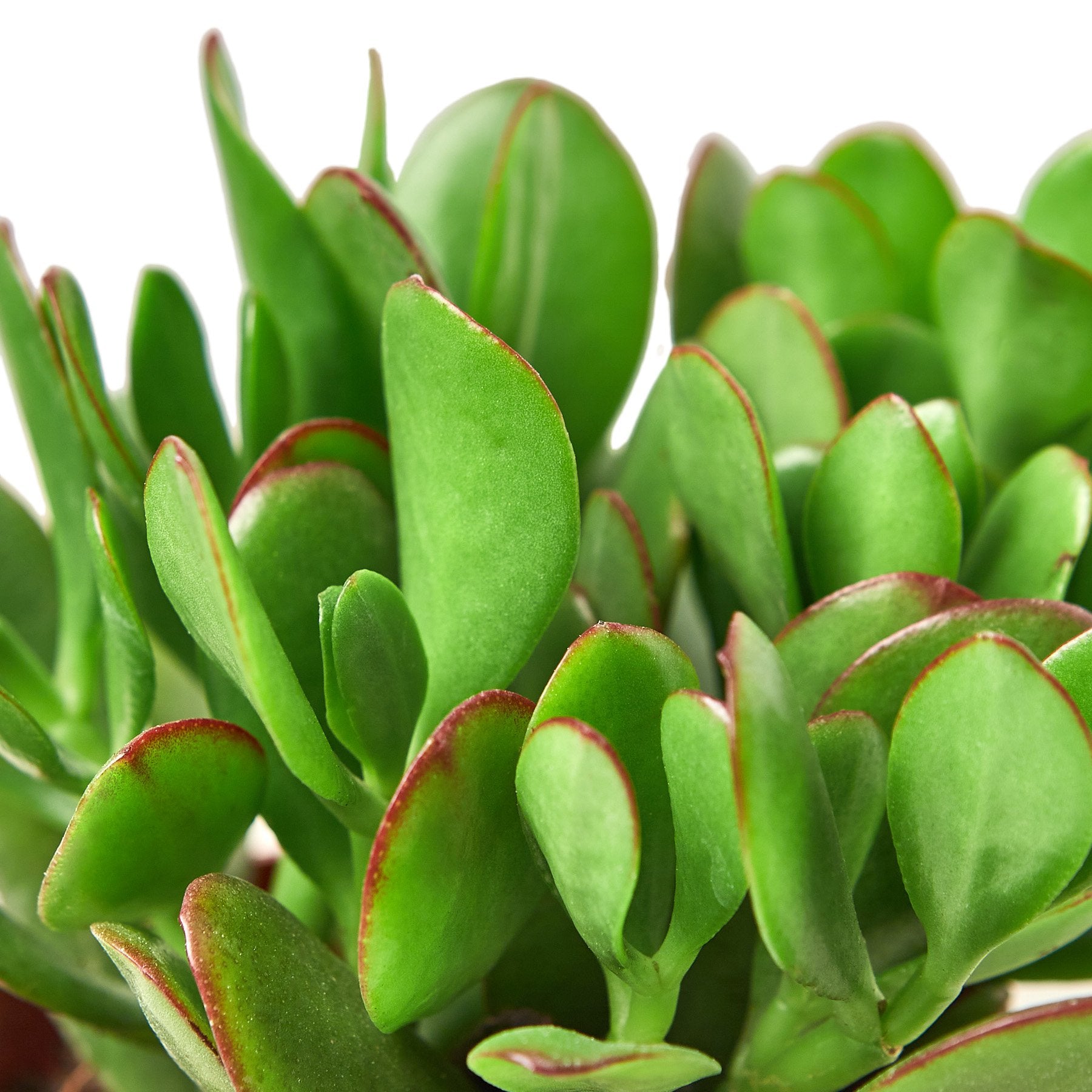 Healthy Crassula Jade succulent plant with thick green leaves, ideal for home and garden decor.