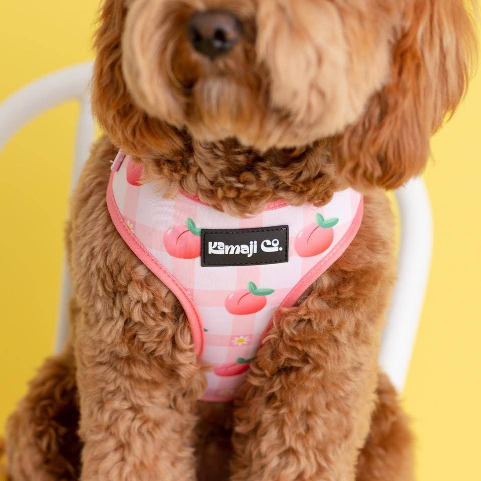 Lilac Hemera Precious Peach Collection adjustable pet harness with peach-colored straps and secure buckle, suitable for small dogs or cats.