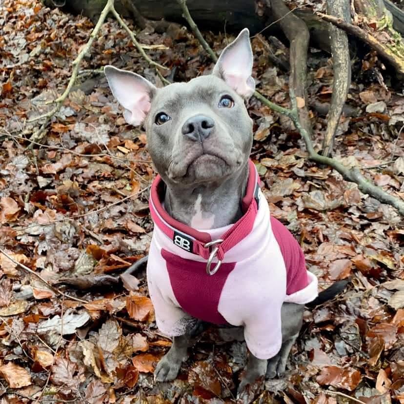 Pink and wine waterproof dog fleece by Scarlet Nyx, cozy petwear for dogs, with a soft fleece material shown in the image.