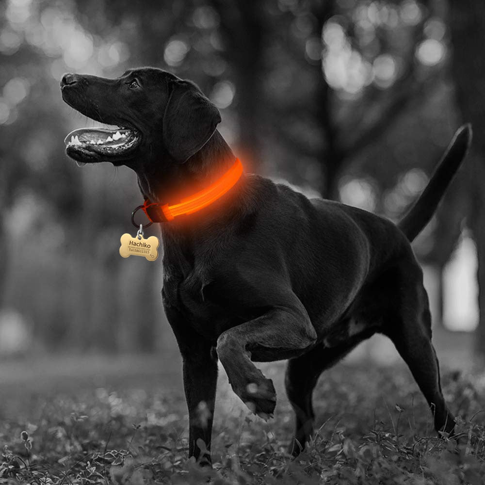 Yellow Pandora 2-piece nylon LED dog collar set with adjustable straps and bright LED lights for visibility and safety.